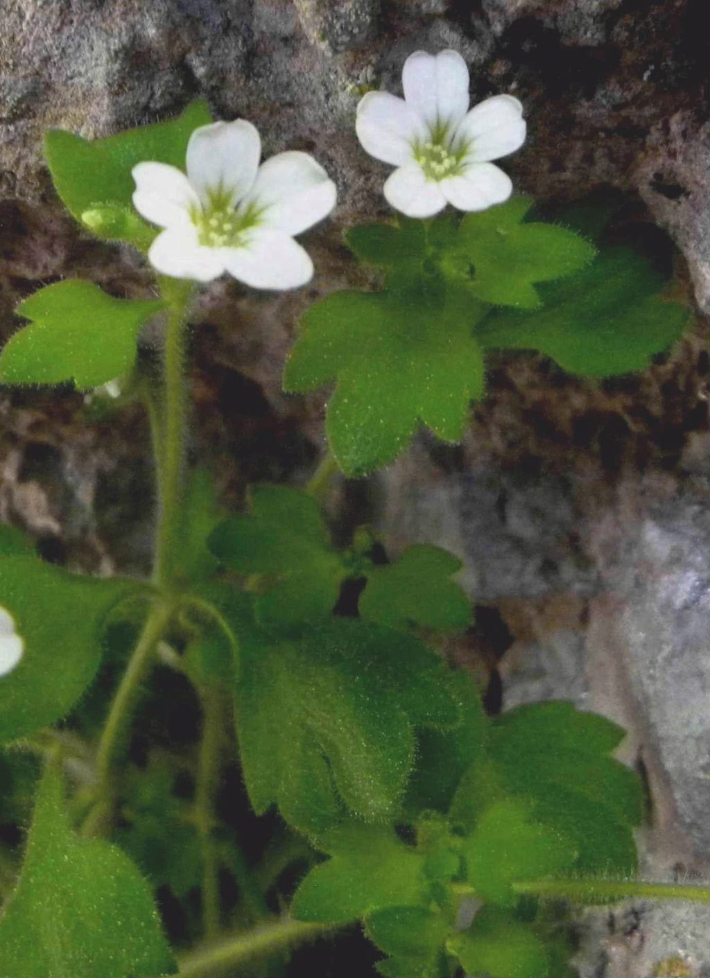 Saxifraga petraea / Sassifraga dei muri